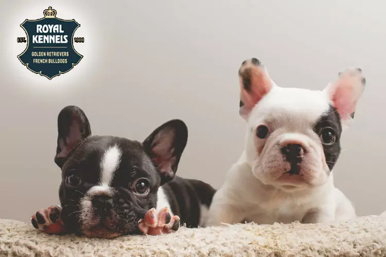 frenchies litters 