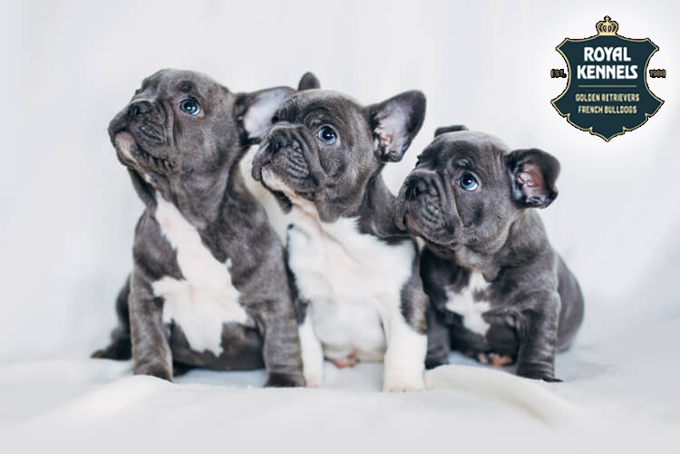 frenchies puppies 