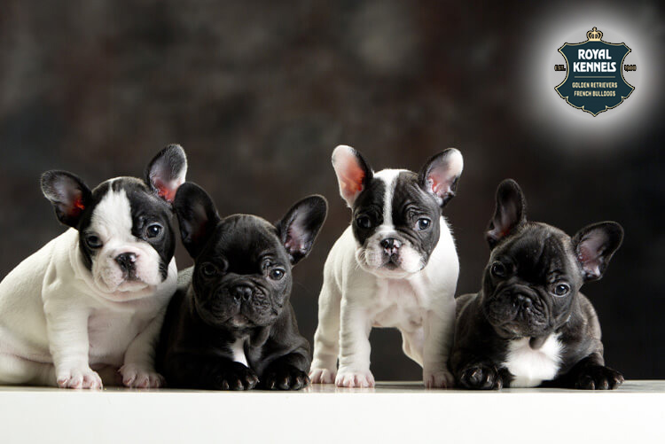 Northern-Lites French Bulldogs in Thailand