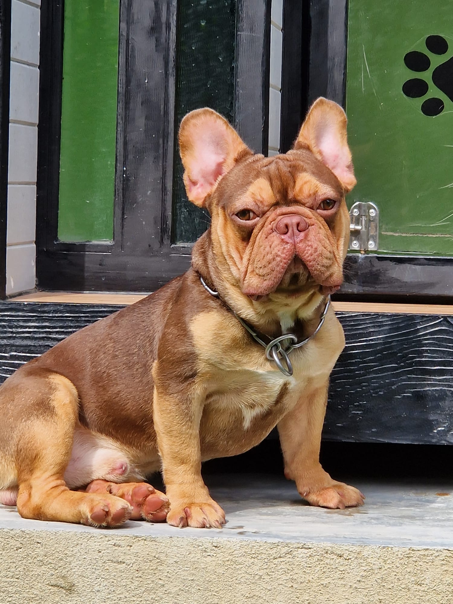 A French Bulldog with a muscular build and attentive expression sitting at a doorstep.