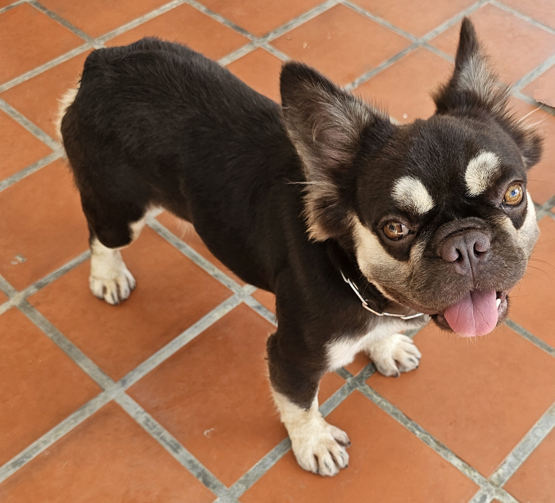 A small, black and tan dog with a distinctive facial mask and a tongue out, standing on a terracotta tiled floor.
