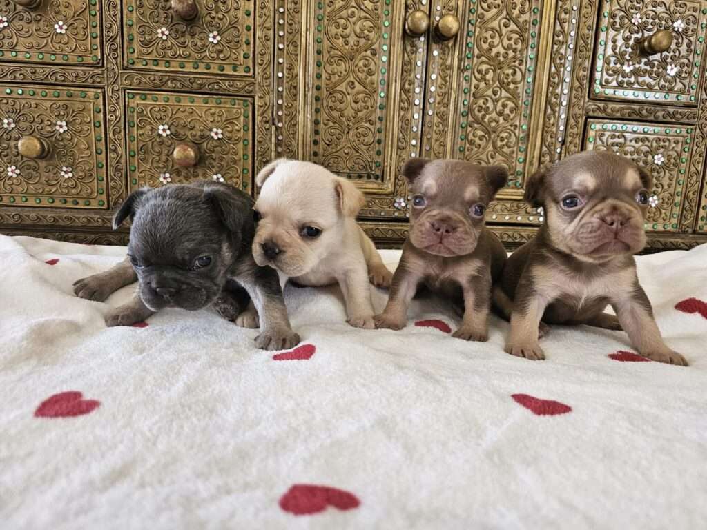 Female French Bulldog - Top Quality Blue Tan | Available Puppies